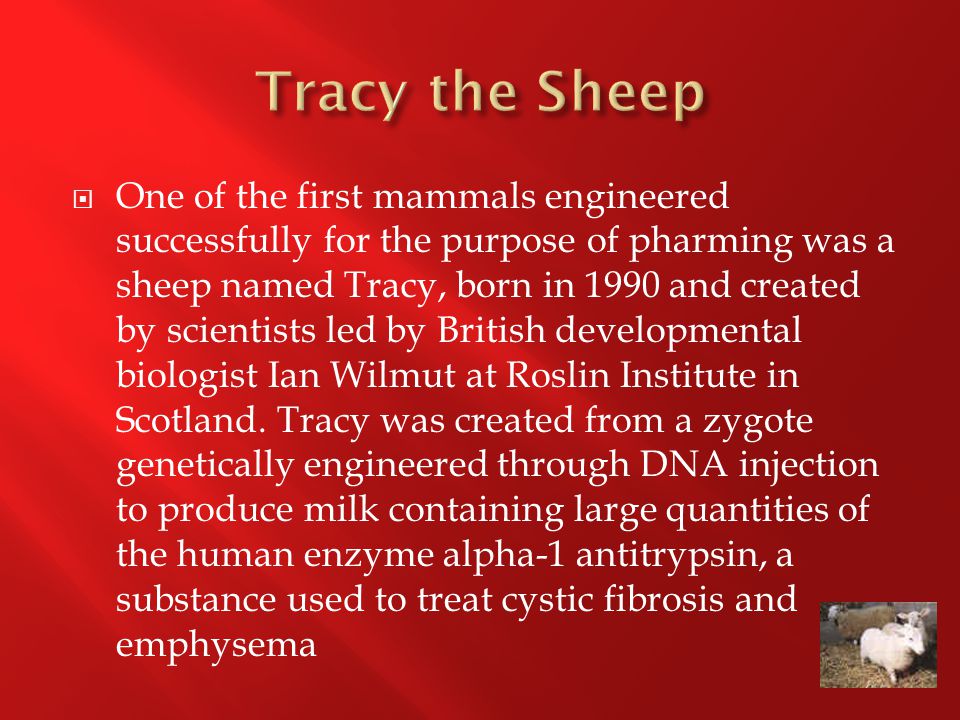  One of the first mammals engineered successfully for the purpose of pharming was a sheep named Tracy, born in 1990 and created by scientists led by British developmental biologist Ian Wilmut at Roslin Institute in Scotland.