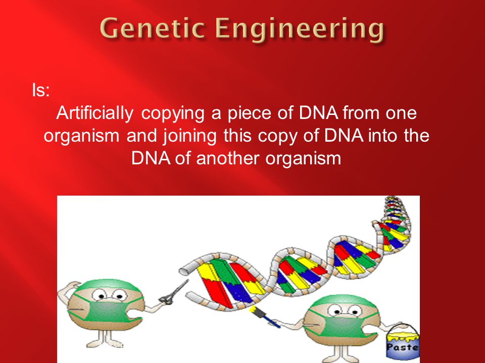 Is: Artificially copying a piece of DNA from one organism and joining this copy of DNA into the DNA of another organism