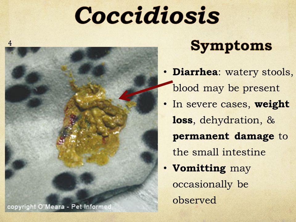 symptoms of coccidia in dogs
