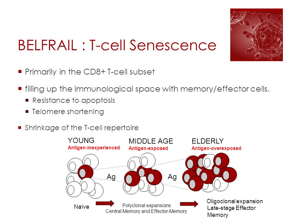BELFRAIL : T-cell Senescence  Primarily in the CD8+ T-cell subset  filling up the immunological space with memory/effector cells.
