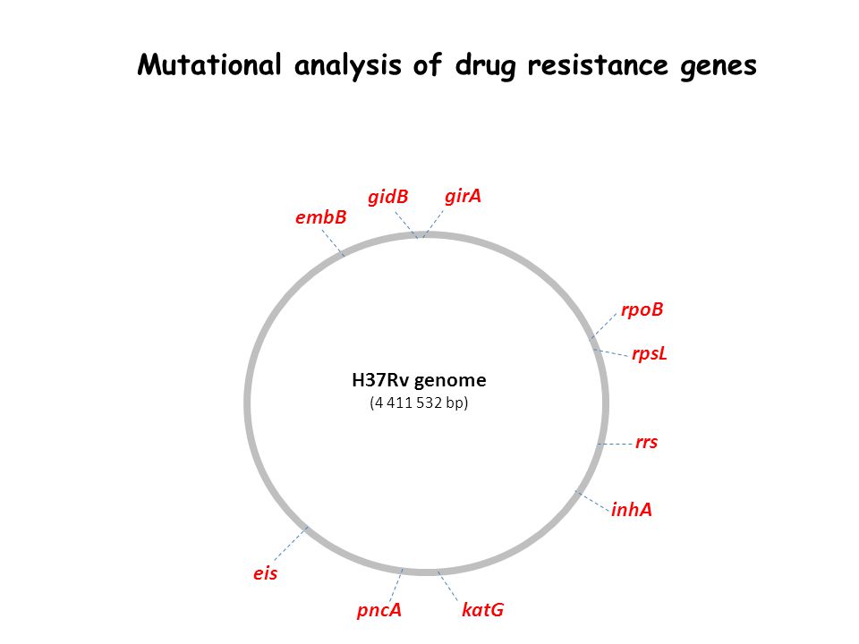 H37Rv genome ( bp) rpoB rpsL rrs inhA girA gidB embB katGpncA eis Mutational analysis of drug resistance genes