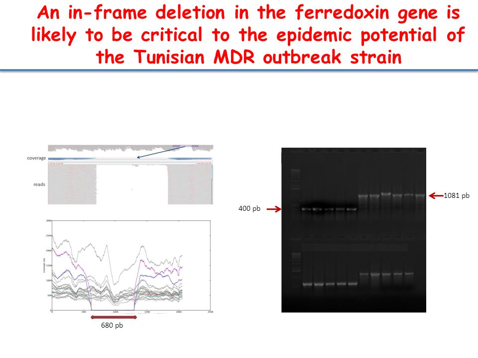 1081 pb 400 pb 680 pb An in-frame deletion in the ferredoxin gene is likely to be critical to the epidemic potential of the Tunisian MDR outbreak strain