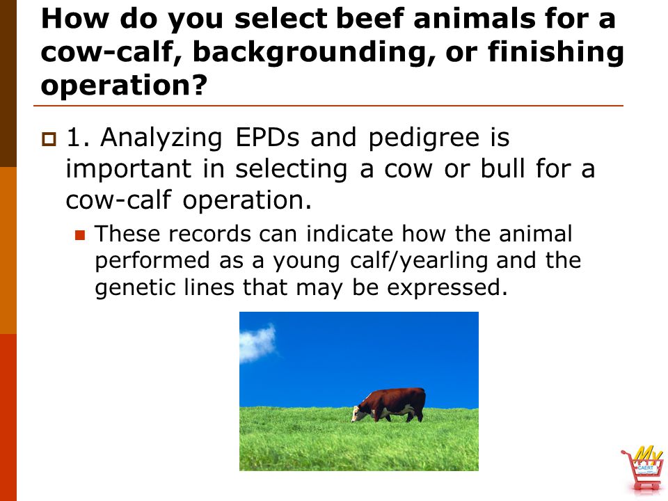 How do you select beef animals for a cow-calf, backgrounding, or finishing operation.