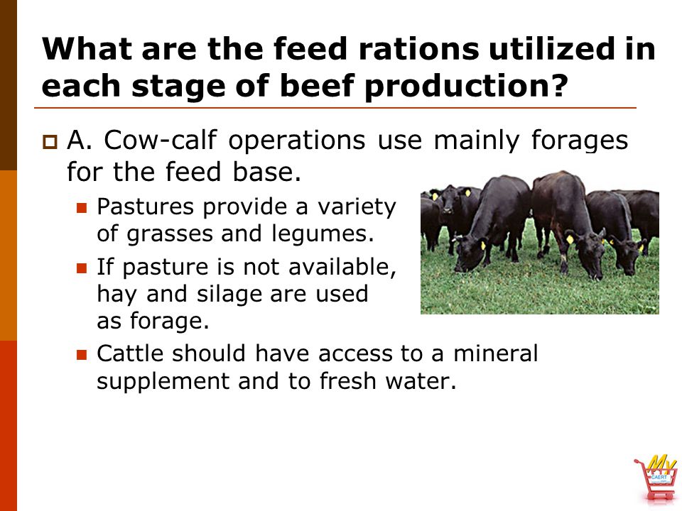 What are the feed rations utilized in each stage of beef production.