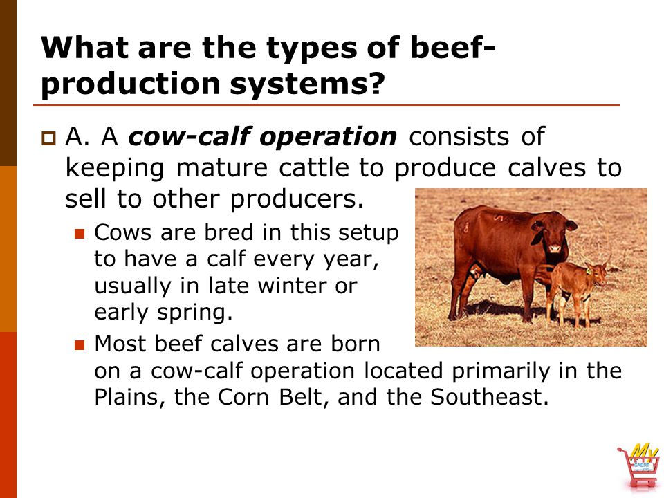 What are the types of beef- production systems.  A.