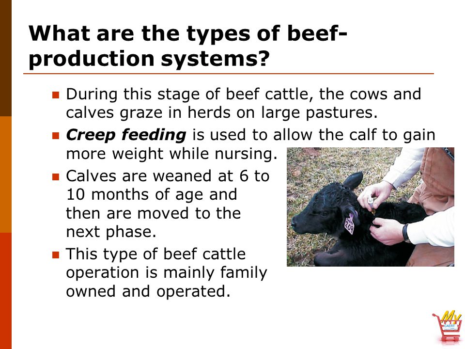 What are the types of beef- production systems.