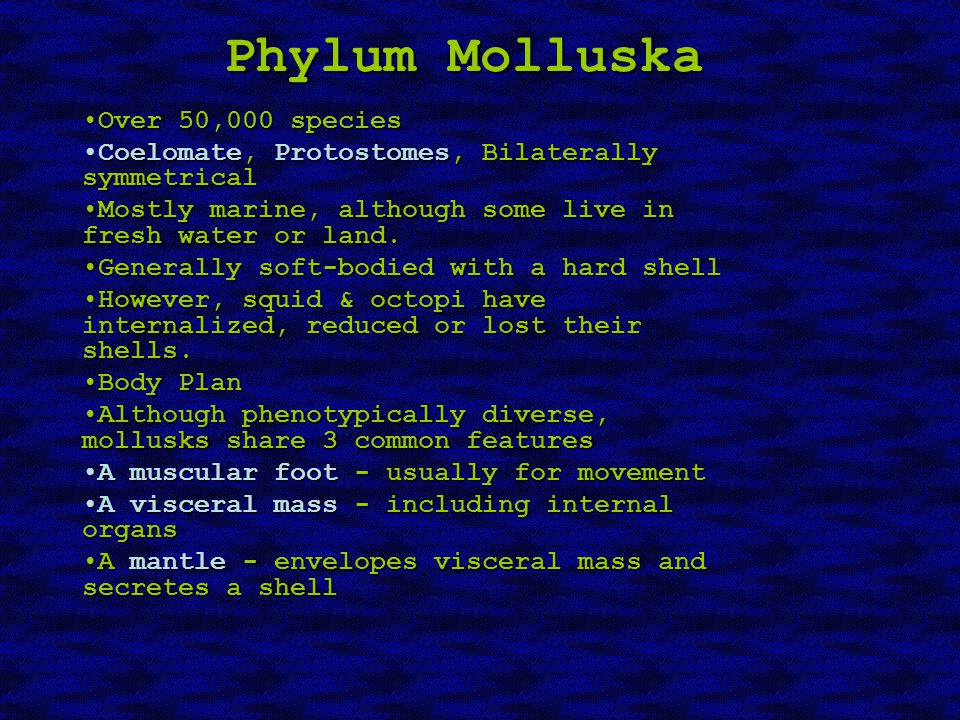 Phylum Molluska Over 50,000 speciesOver 50,000 species Coelomate, Protostomes, Bilaterally symmetricalCoelomate, Protostomes, Bilaterally symmetrical Mostly marine, although some live in fresh water or land.Mostly marine, although some live in fresh water or land.