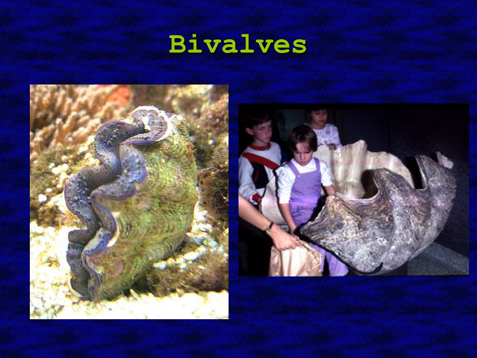 Bivalves