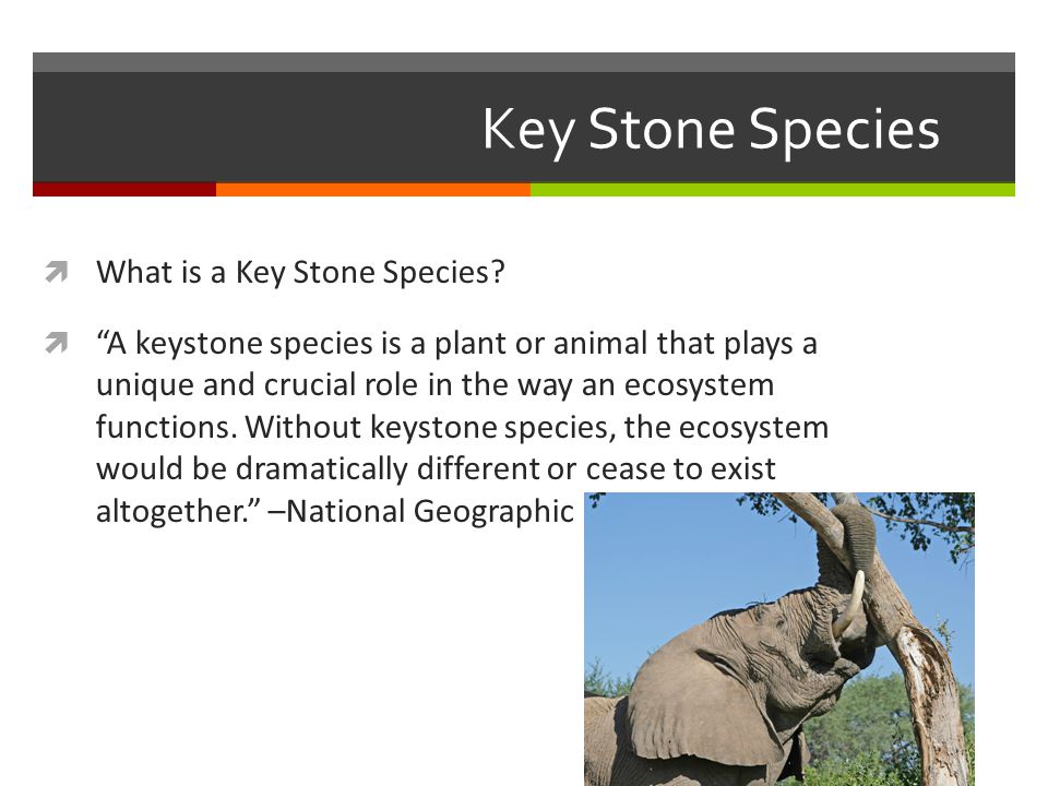 A Keystone Species – The importance of elephants on the ecosystem