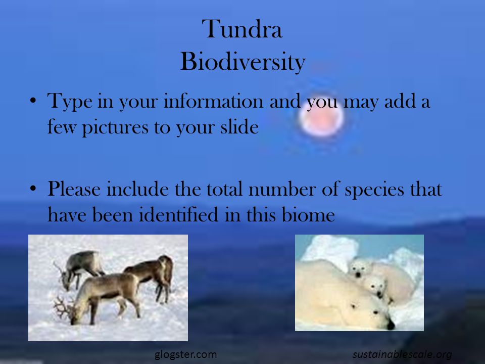 Tundra Biodiversity Type in your information and you may add a few pictures to your slide Please include the total number of species that have been identified in this biome glogster.comsustainablescale.org