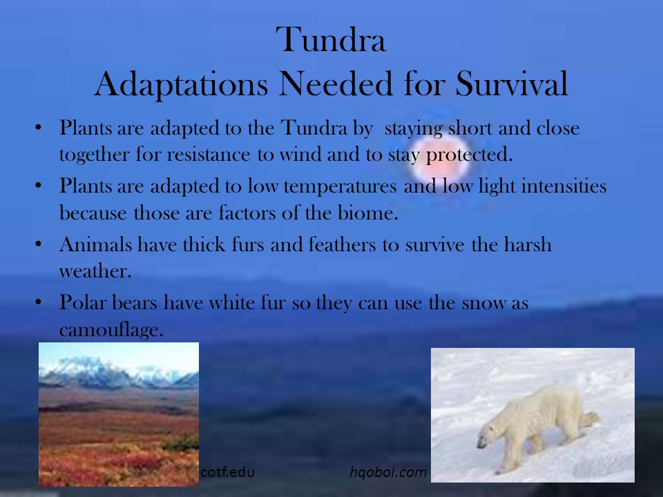 Tundra Adaptations Needed for Survival Plants are adapted to the Tundra by staying short and close together for resistance to wind and to stay protected.