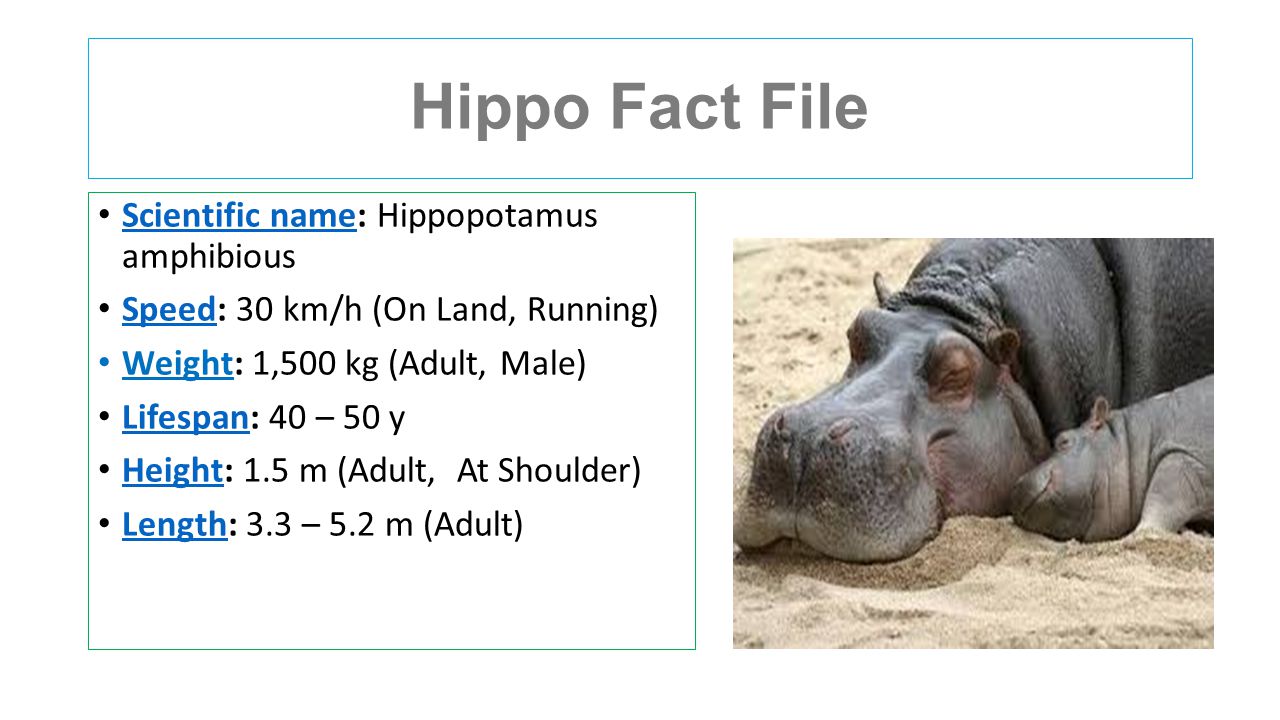 Hippo's by Freddie Hayward. Hippo Fact File Scientific name: Hippopotamus  amphibious Scientific name Speed: 30 km/h (On Land, Running) Speed Weight:  1, ppt download