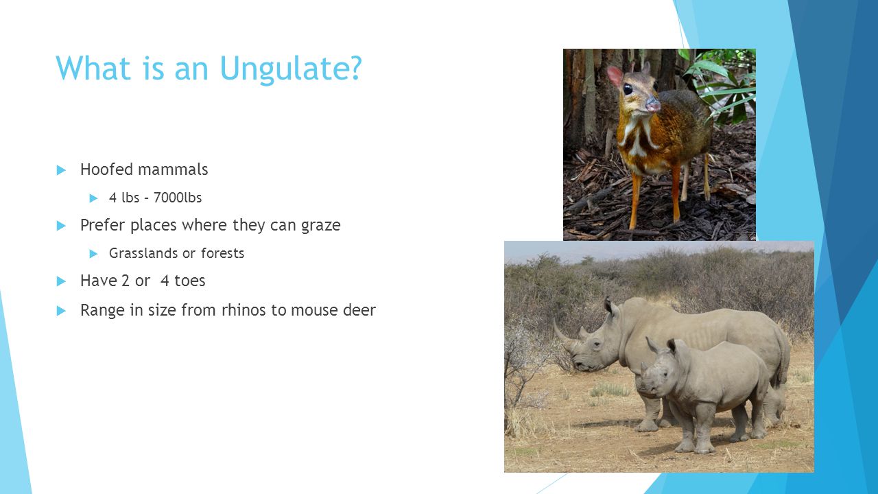 Order Arteriodactyla Even-Toed Ungulates. What is an Ungulate?  Hoofed  mammals  4 lbs – 7000lbs  Prefer places where they can graze  Grasslands  or. - ppt download