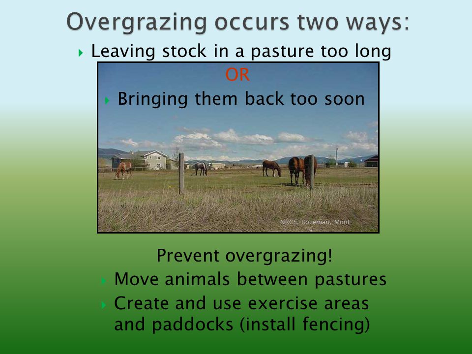 Photo from NRCS Range and Pasture Management.  Benefits of grazing  management  How grass grows  Steps to effective grazing management   Estimating. - ppt download