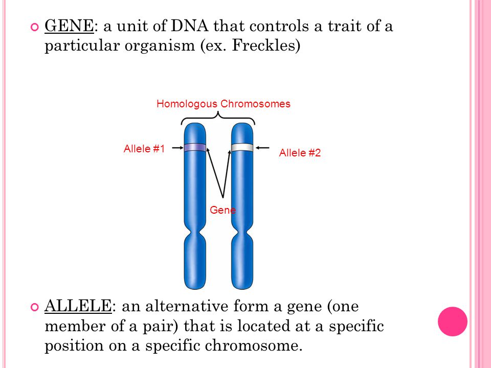 BASIC GENETICS. GENE: a unit of DNA that controls a trait of a particular  organism (ex. Freckles) ALLELE: an alternative form a gene (one member of.  - ppt download