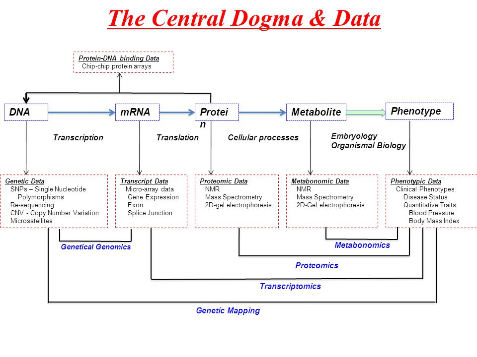 The Central Dogma Data Dna Mrna Transcription Protei N