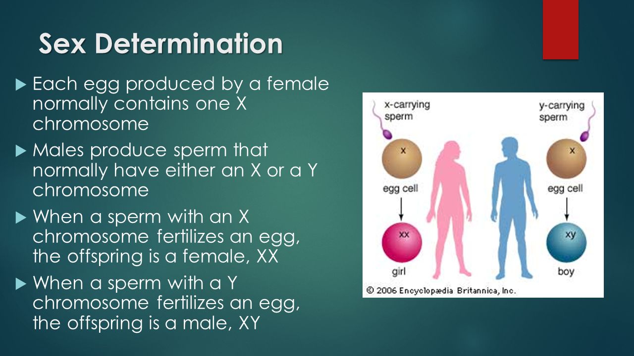 Sex Determination  Each egg produced by a female normally contains one X chromosome  Males produce sperm that normally have either an X or a Y chromosome  When a sperm with an X chromosome fertilizes an egg, the offspring is a female, XX  When a sperm with a Y chromosome fertilizes an egg, the offspring is a male, XY