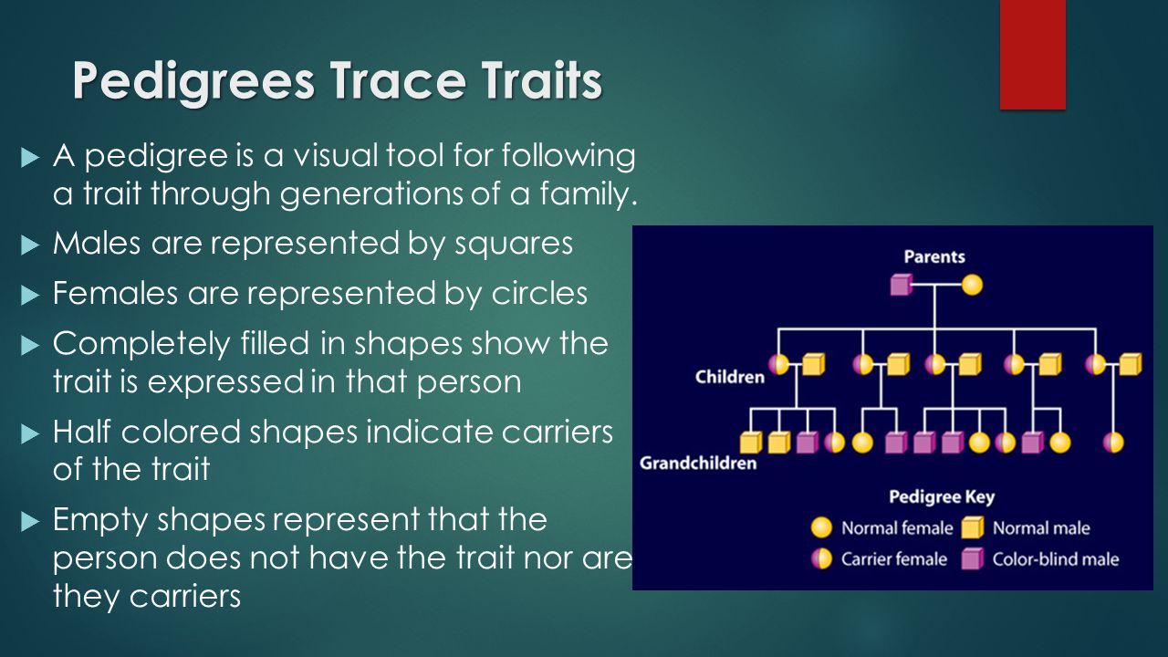 Pedigrees Trace Traits  A pedigree is a visual tool for following a trait through generations of a family.