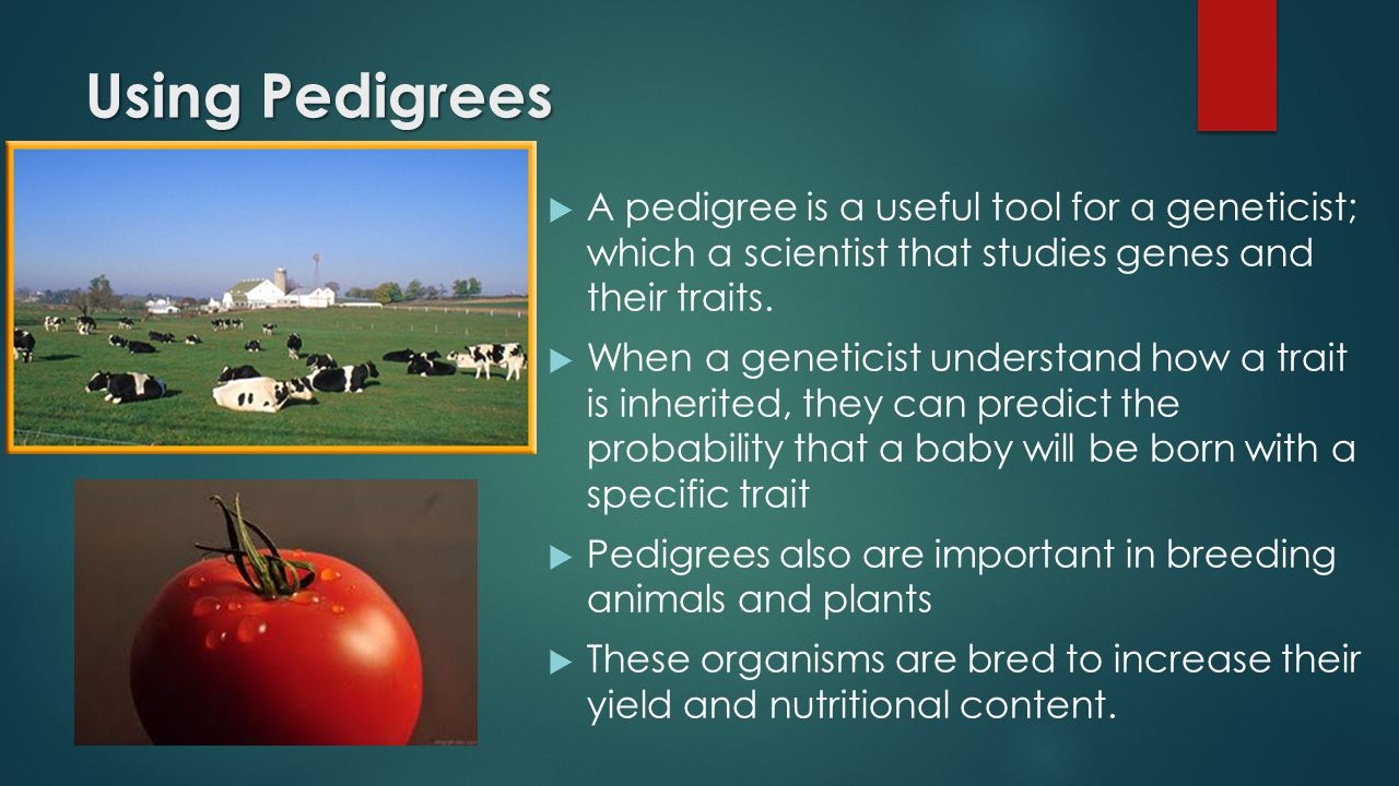 Using Pedigrees  A pedigree is a useful tool for a geneticist; which a scientist that studies genes and their traits.