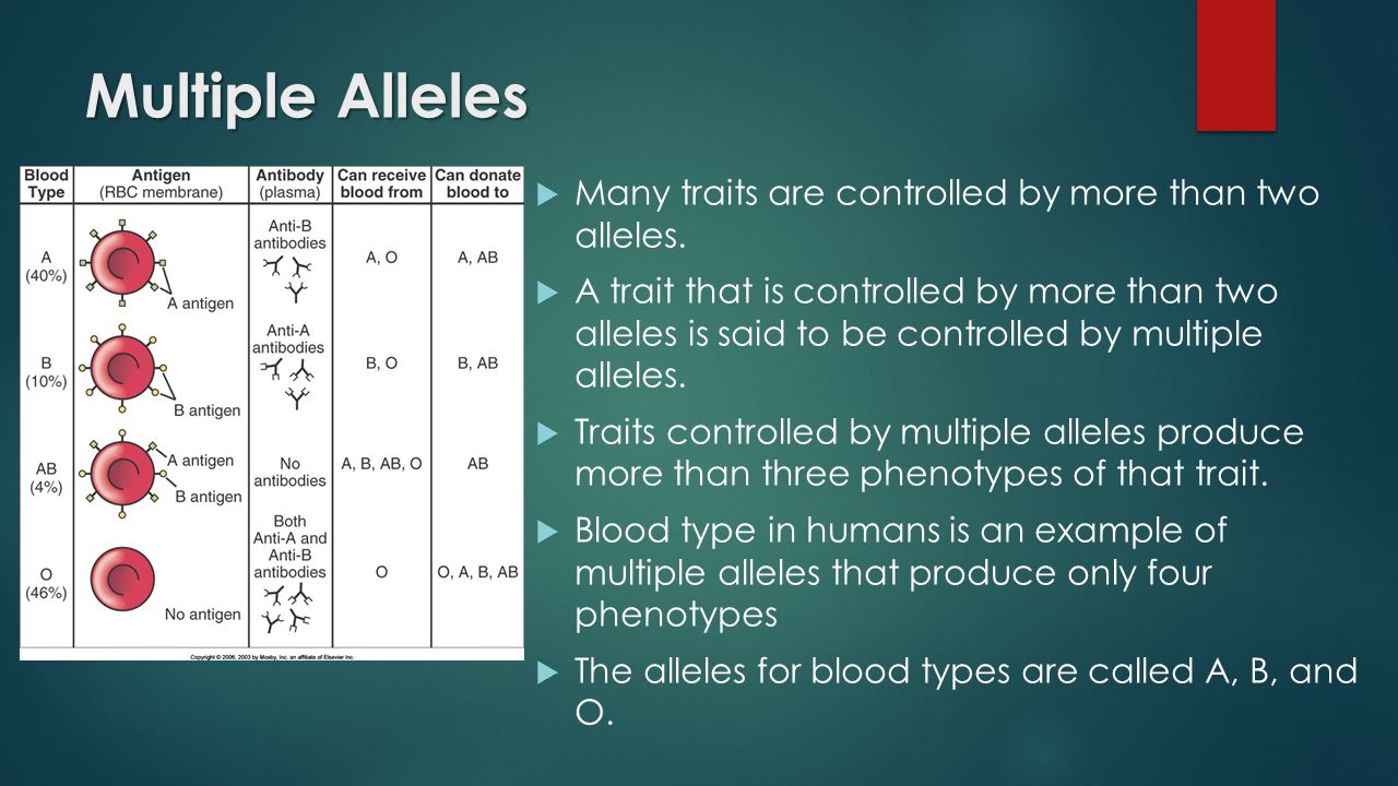 Multiple Alleles  Many traits are controlled by more than two alleles.