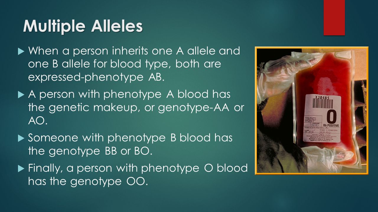 Multiple Alleles  When a person inherits one A allele and one B allele for blood type, both are expressed-phenotype AB.