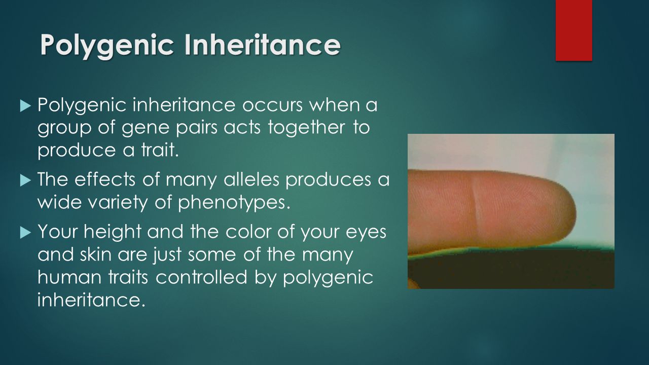 Polygenic Inheritance  Polygenic inheritance occurs when a group of gene pairs acts together to produce a trait.