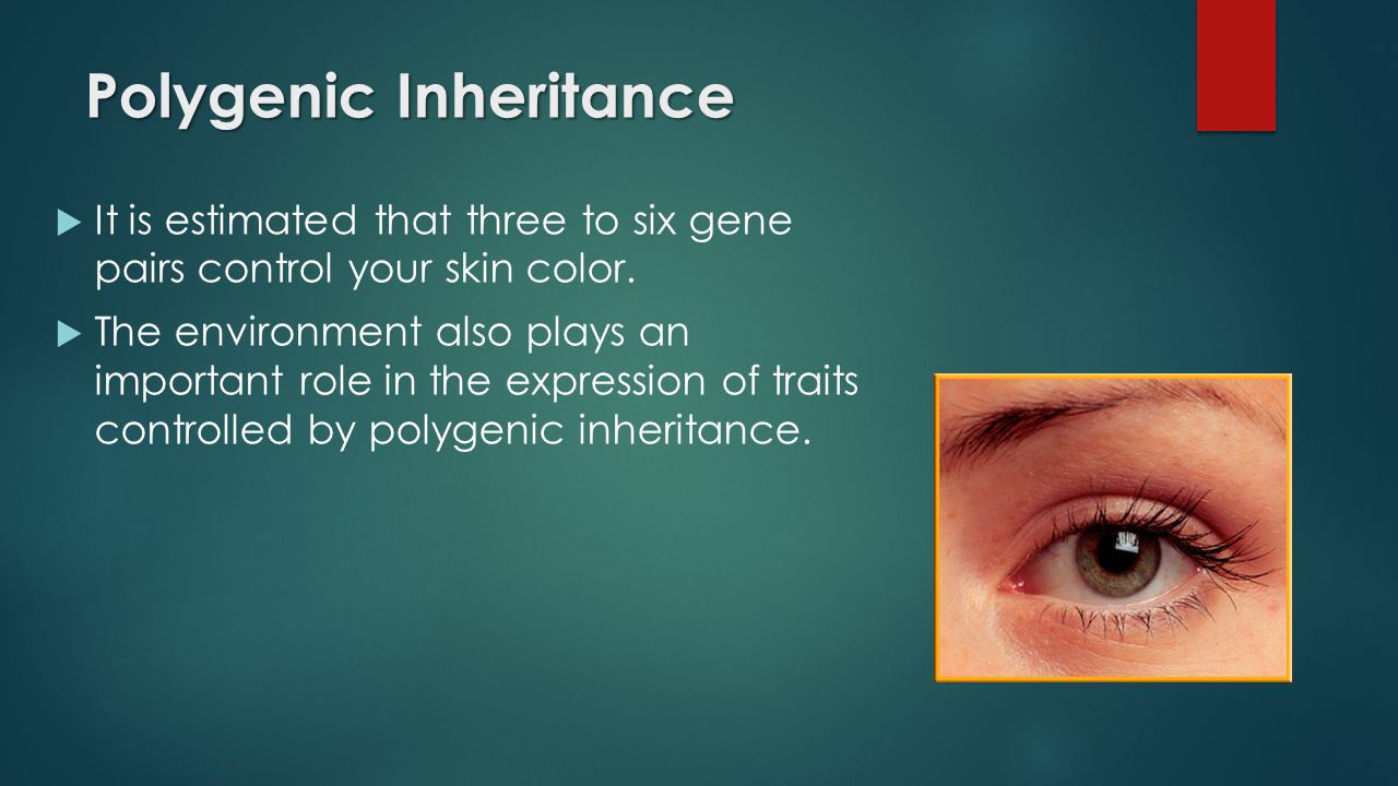 Polygenic Inheritance  It is estimated that three to six gene pairs control your skin color.