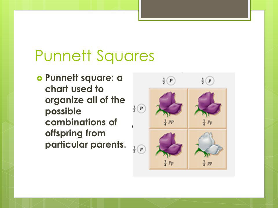 Punnett Squares  Punnett square: a chart used to organize all of the possible combinations of offspring from particular parents.