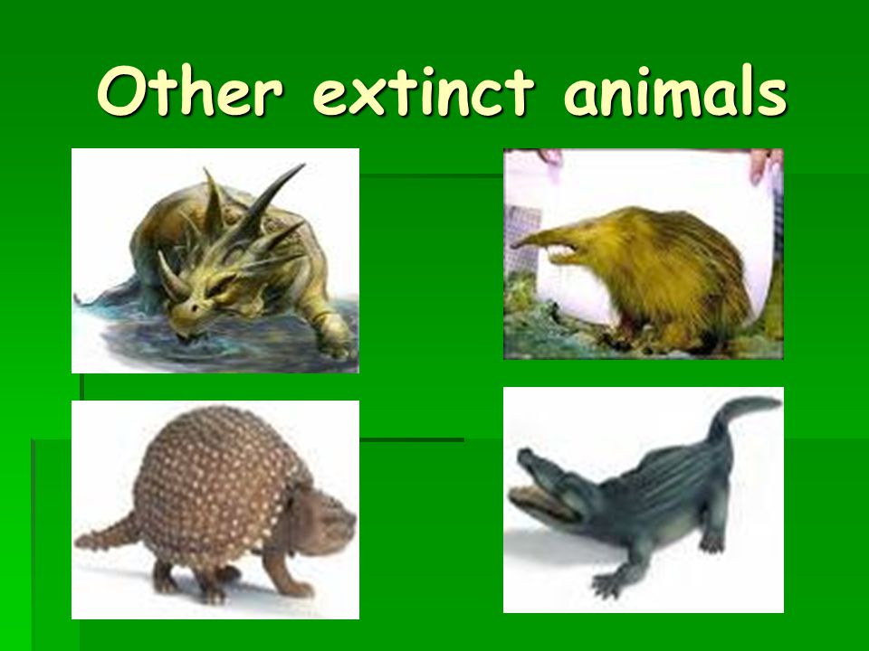 Date: November, 26-th 2008 Name: Romanova Lera Topic: Extinct animals. -  ppt download