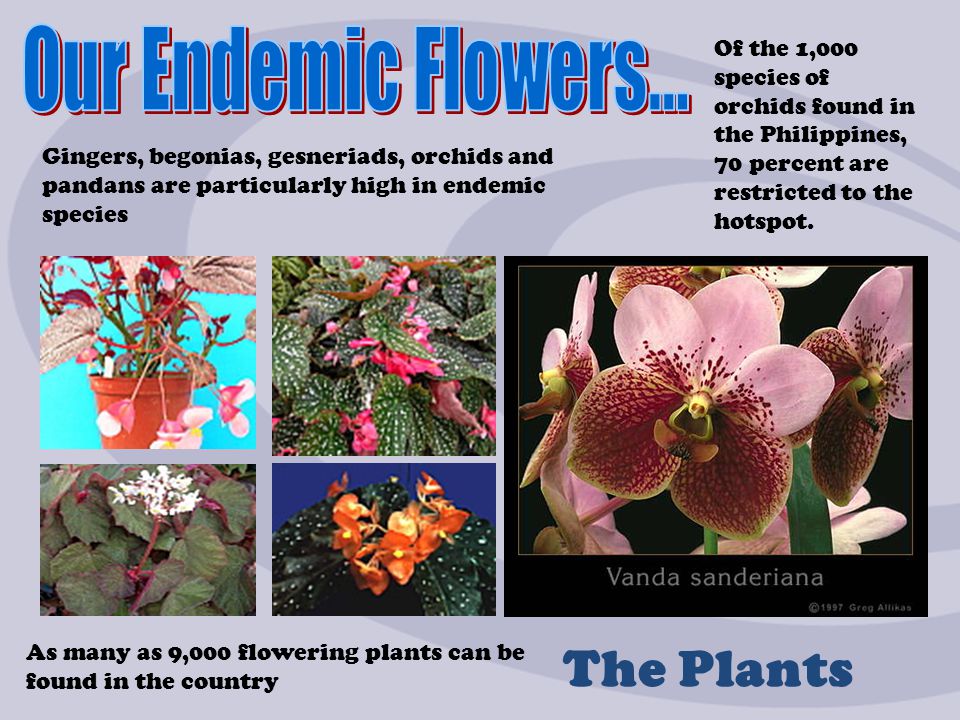 examples of flora and fauna in the philippines