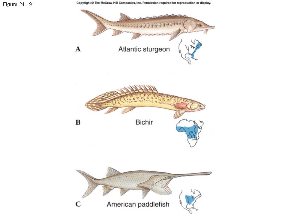 Download Living Fishes The Living Fishes Not A Monophyletic Group Include The Jawless Fishes E G Lampeys The Jawless Fishes E G Lampeys Cartilaginous Ppt Download