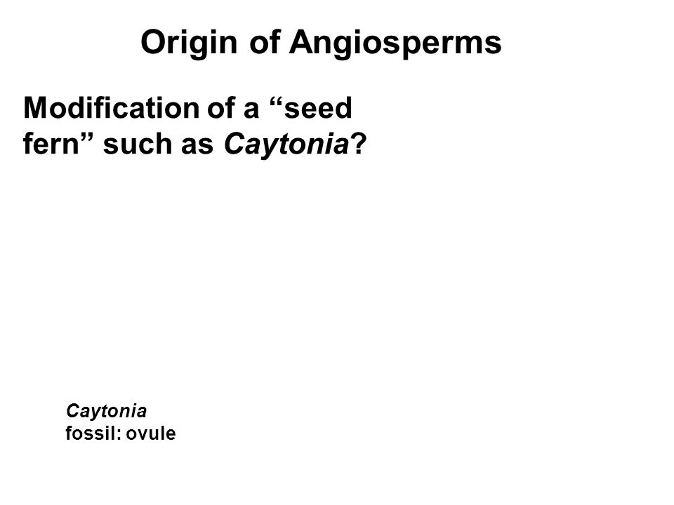 Origin of Angiosperms Modification of a seed fern such as Caytonia Caytonia fossil: ovule