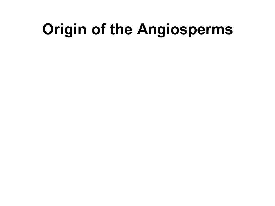 Origin of the Angiosperms