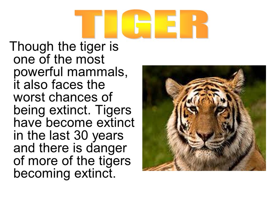 THIS PRESENTATION IS MADE ON THE TOPIC “ENDANGERED SPECIES”. - ppt download