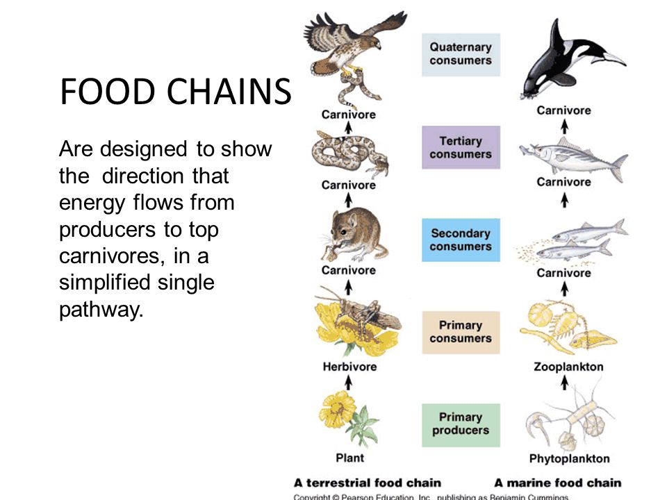 FOOD CHAINS and FOOD WEBS. FOOD CHAINS Are designed to show the direction  that energy flows from producers to top carnivores, in a simplified single  pathway. - ppt download