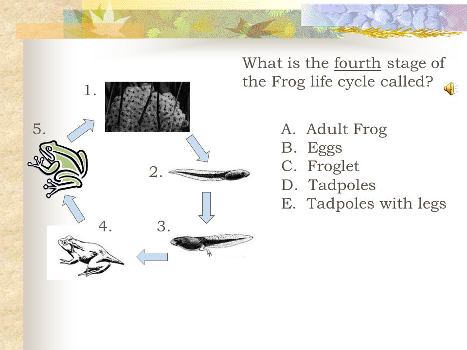 What is the third stage of the Frog life cycle called.