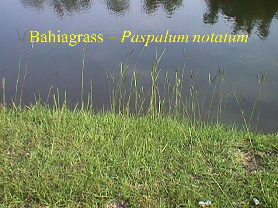 Bahiagrass – Paspalum notatum