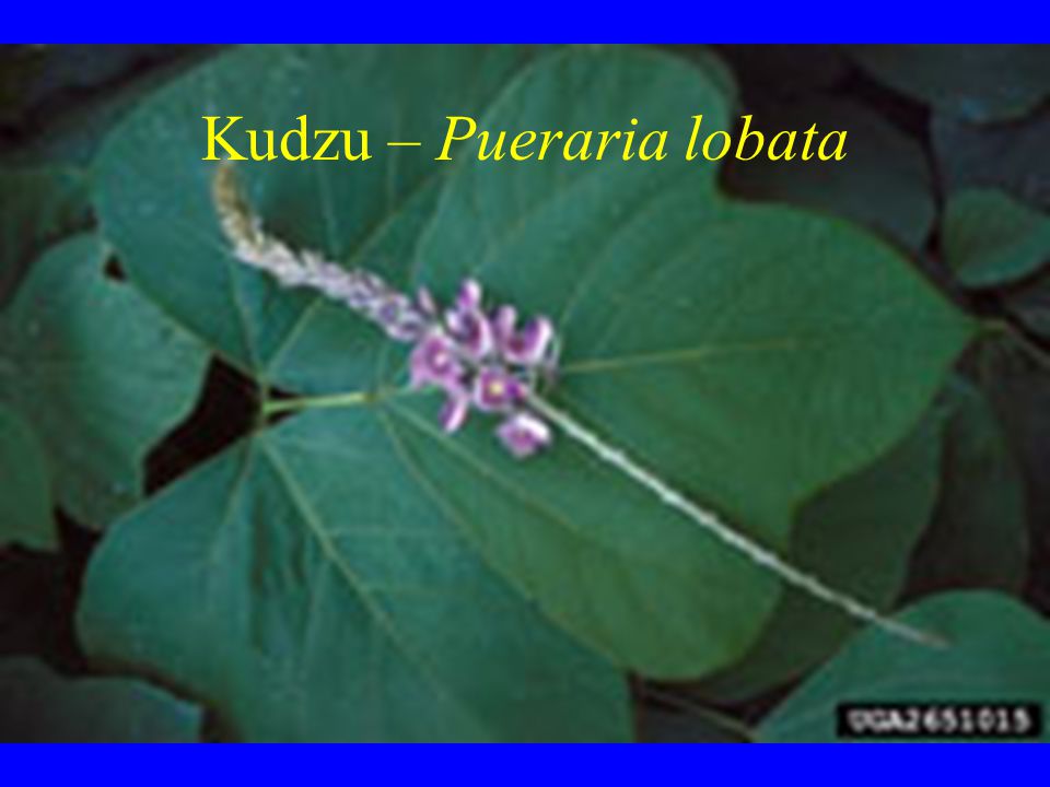 Kudzu – Pueraria lobata