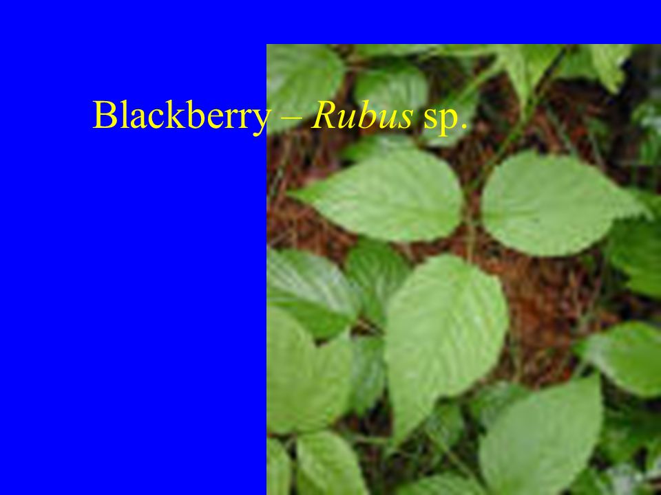 Blackberry – Rubus sp.