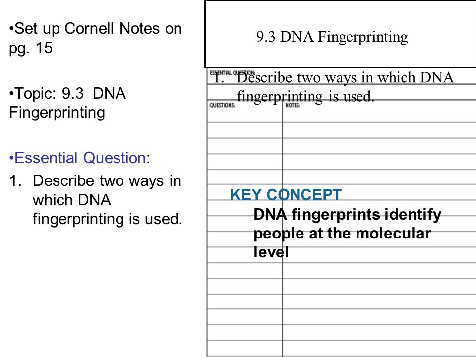 9.1 Manipulating DNA Set up Cornell Notes on pg.