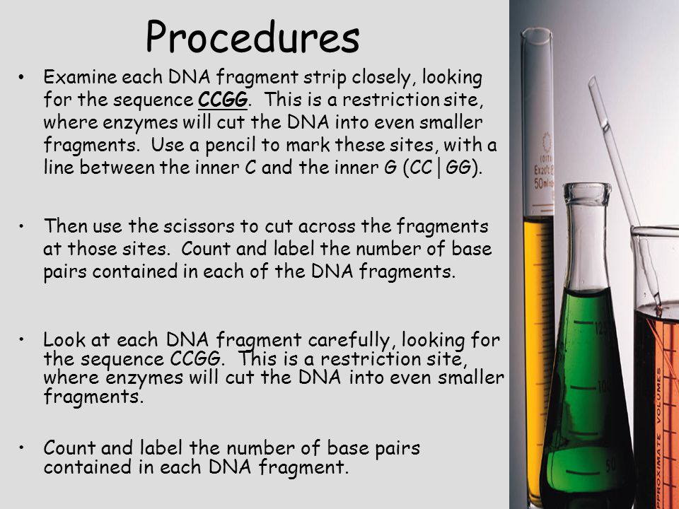 Procedures Examine each DNA fragment strip closely, looking for the sequence CCGG.