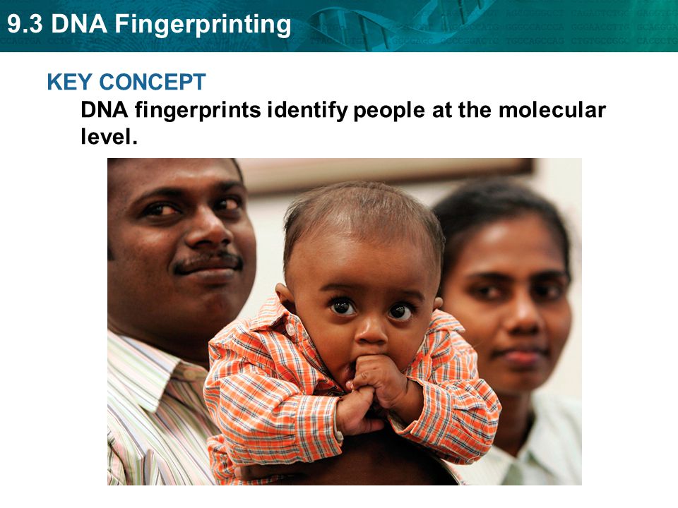 9.3 DNA Fingerprinting KEY CONCEPT DNA fingerprints identify people at the molecular level.