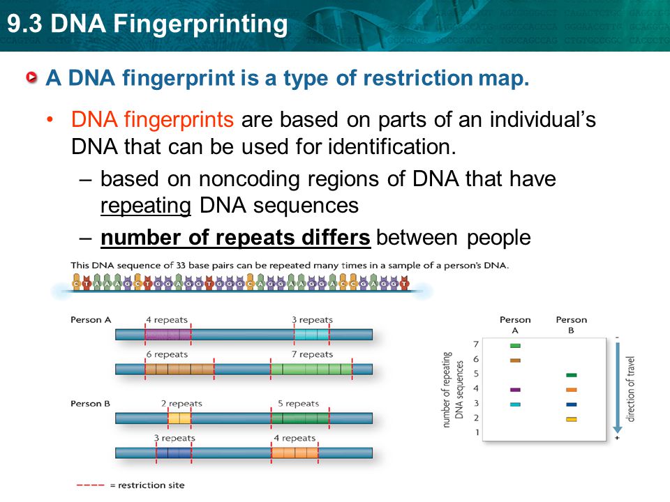 9.3 DNA Fingerprinting A DNA fingerprint is a type of restriction map.