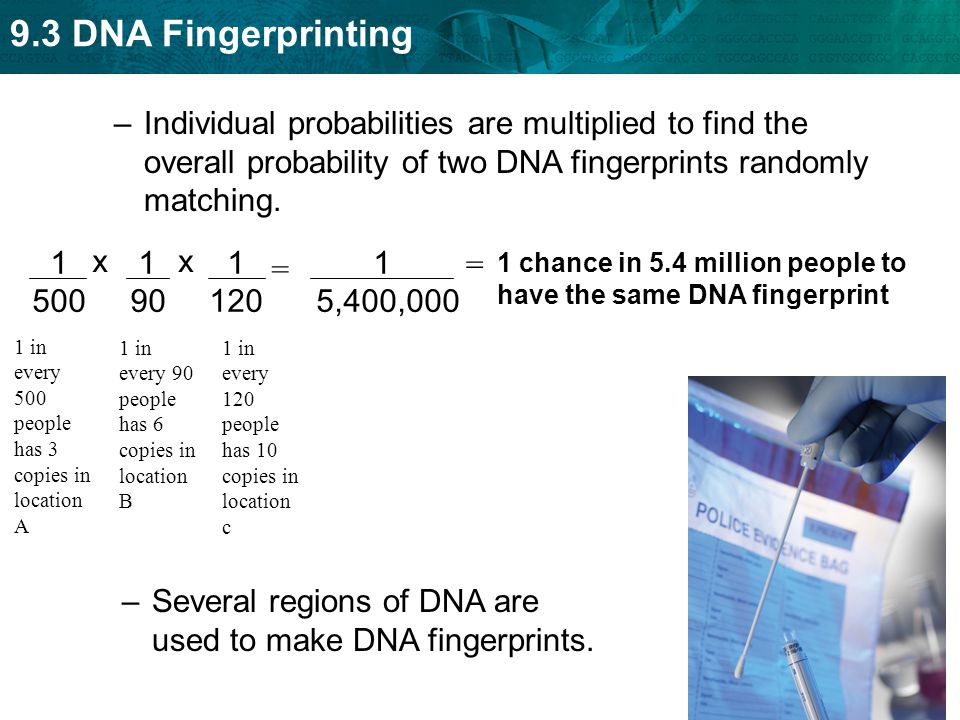 9.3 DNA Fingerprinting –Individual probabilities are multiplied to find the overall probability of two DNA fingerprints randomly matching.