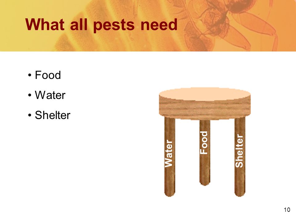 10 What all pests need Shelter Food Water Food Water Shelter