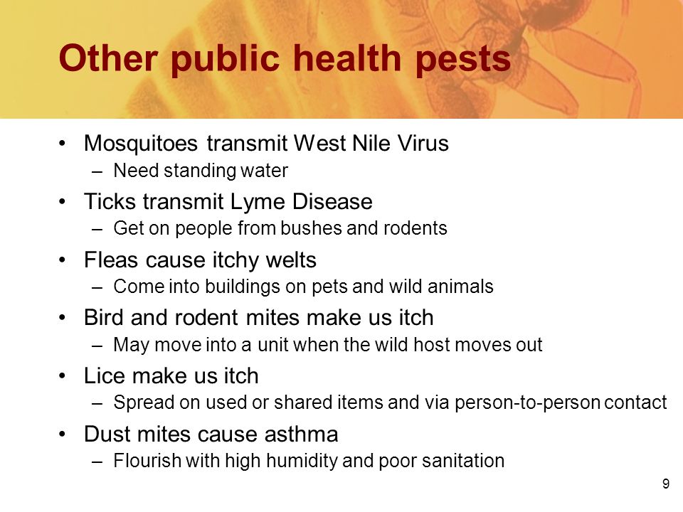 9 Other public health pests Mosquitoes transmit West Nile Virus –Need standing water Ticks transmit Lyme Disease –Get on people from bushes and rodents Fleas cause itchy welts –Come into buildings on pets and wild animals Bird and rodent mites make us itch –May move into a unit when the wild host moves out Lice make us itch –Spread on used or shared items and via person-to-person contact Dust mites cause asthma –Flourish with high humidity and poor sanitation