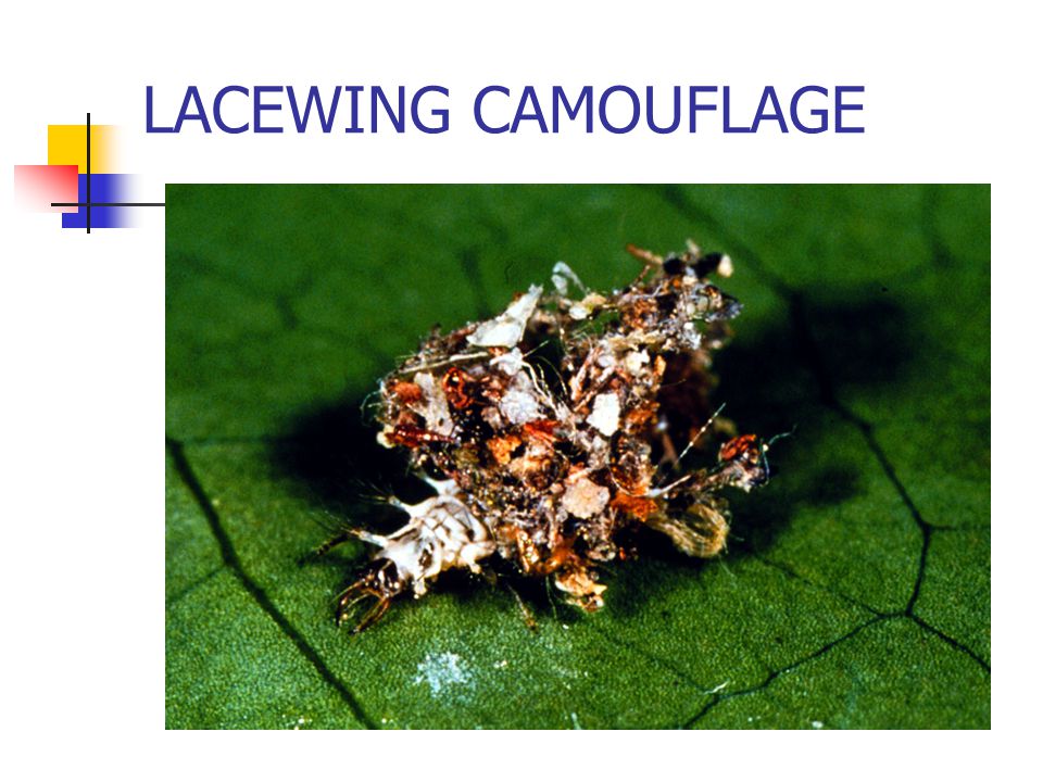 LACEWING CAMOUFLAGE