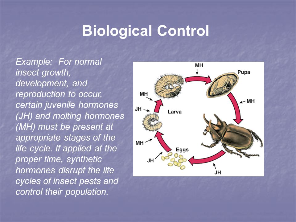 Biological Control Example: For normal insect growth, development, and reproduction to occur, certain juvenile hormones (JH) and molting hormones (MH) must be present at appropriate stages of the life cycle.