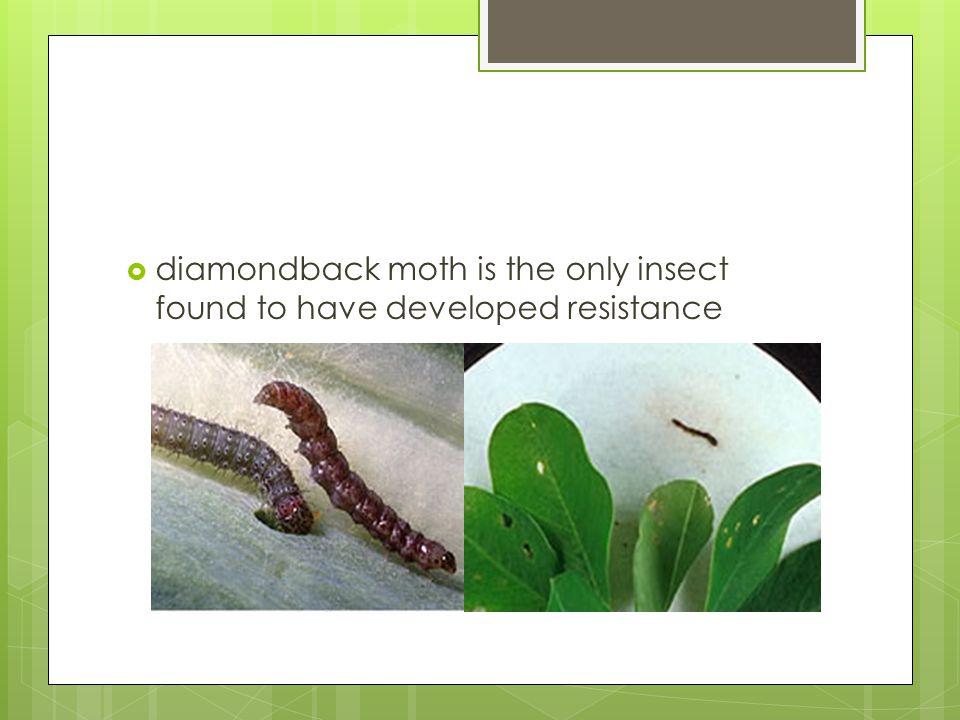  diamondback moth is the only insect found to have developed resistance