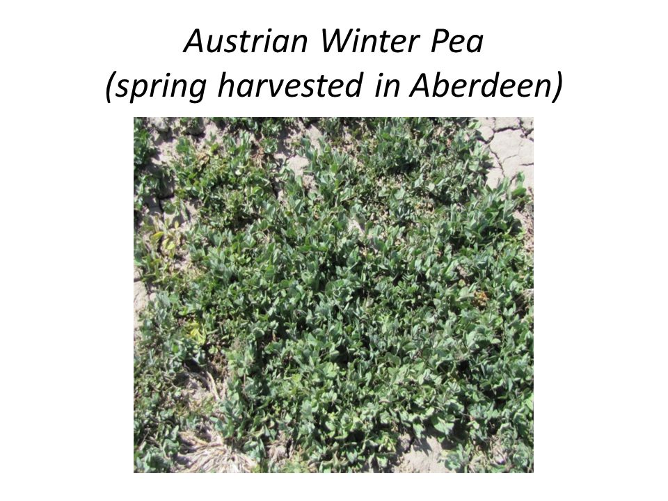 Austrian Winter Pea (spring harvested in Aberdeen)